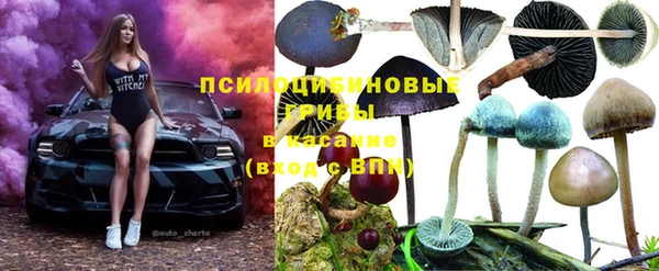 прущие грибы Балабаново